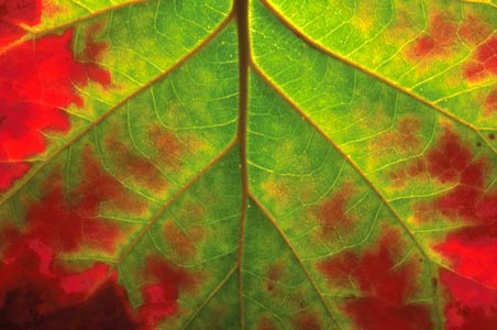 Photo of turning leaf detail